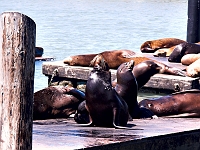 Fishermans Wharf 1
